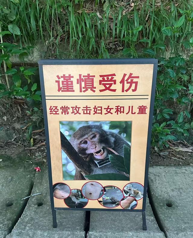 黔灵山等地猕猴伤人调查：游客主动投喂行为防不胜防