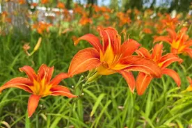 美！威海南海萱草花悄然盛开图片