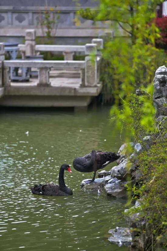 都市天际线下的葡萄藤 是上海马陆镇的混搭美学