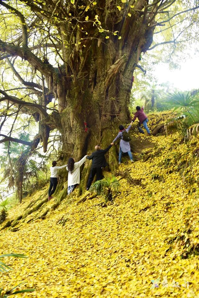 叙永“天府树王”迎最佳观赏期 游玩攻略请查收