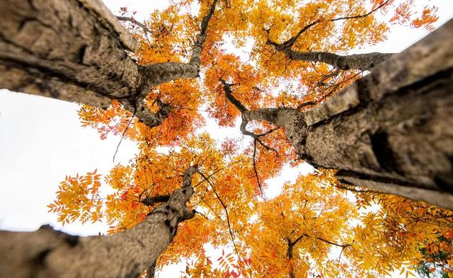 不搞虚的！宠粉天花板还得是龙门山！（文末有福利）
