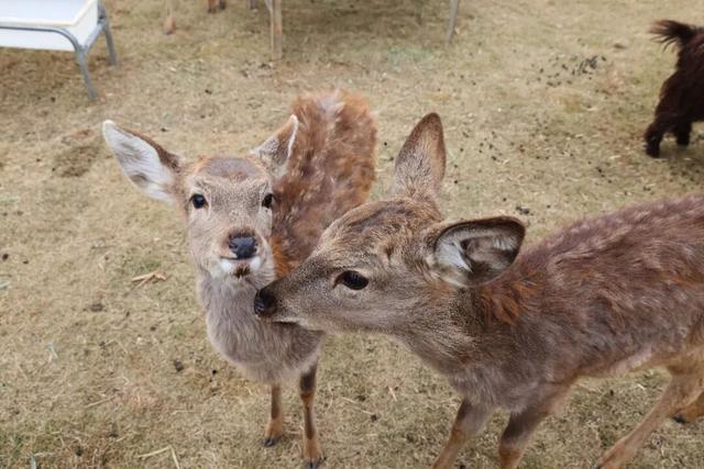 冲鸭！湄洲吉光岛2035景区1.17试营业，滨海潮玩新地标上线