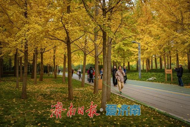 一年四季 泉在济南丨济南森林公园银杏林满目金黄如诗如画