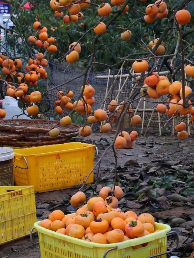 桂林恭城|红岩村柿子红成甜海啦