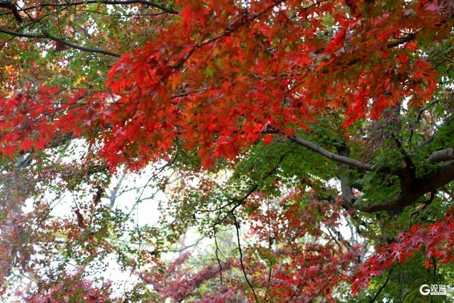 中山公园枫林涧：冬意渐浓，“枫”景上线！