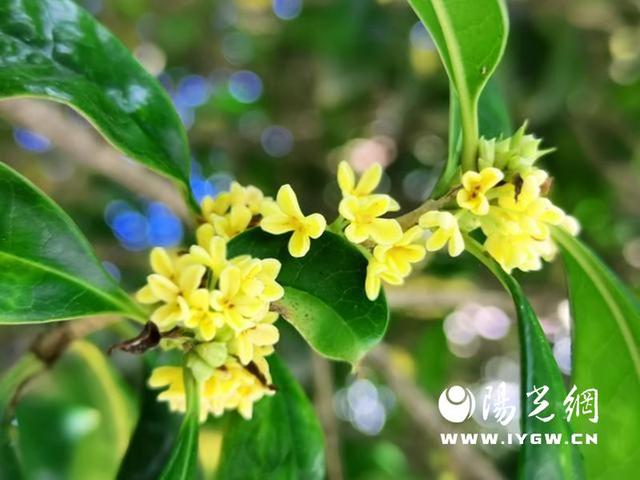 安康宁陕：满城桂花香 秋意正浓时