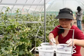 峨山：特色产业增岗位 ，老百姓出家门进厂门图片