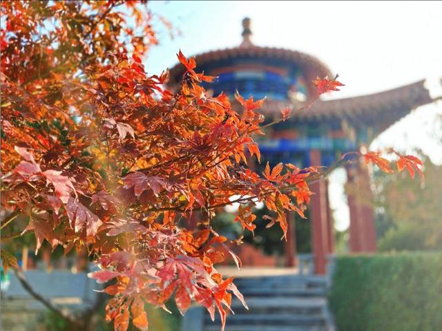 彩林映湖光 泰山虎山公园初冬画卷引客来