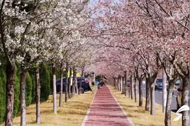 威海市区春季赏花攻略来了图片