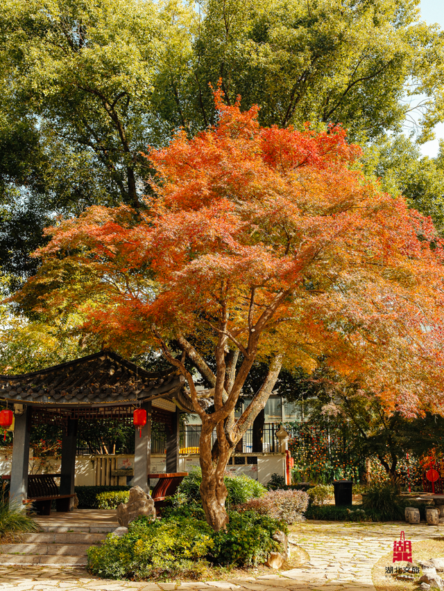 红红红红！红“枫”了！