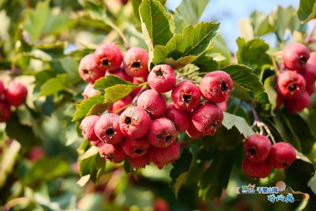 出发！抓住秋天的尾巴威海『拾秋地图』上新啦