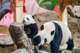大熊猫三胞胎二代“妹猪”半岁正是最萌时图片