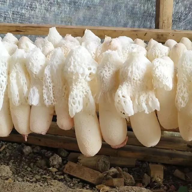 【遂川乡村游】“不去衙前看猛楠，游遍遂川也枉然”附新江古树秘境