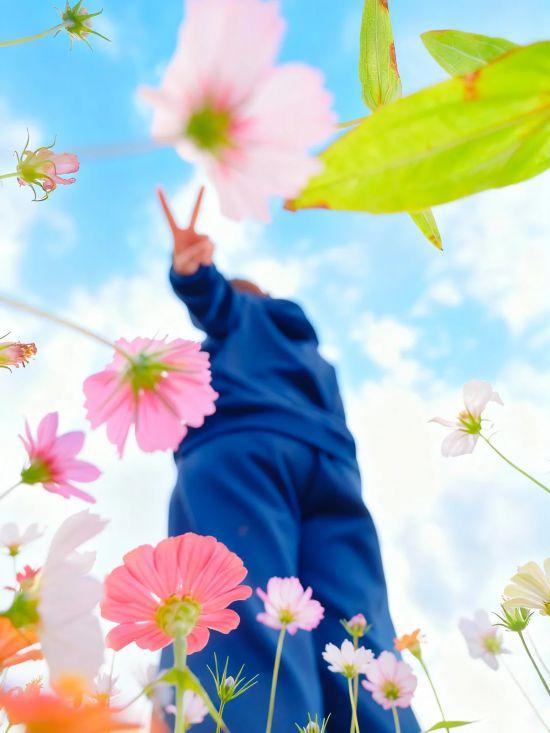 上海秋日浪漫天花板！这些花海美到让人心醉