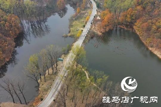 【大美天中】湖畔添新景！泌阳铜山湖30亩池杉林成生态打卡地