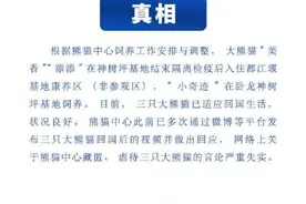 中国大熊猫保护研究中心：熊猫“美香”一家遭藏匿虐待系谣言图片