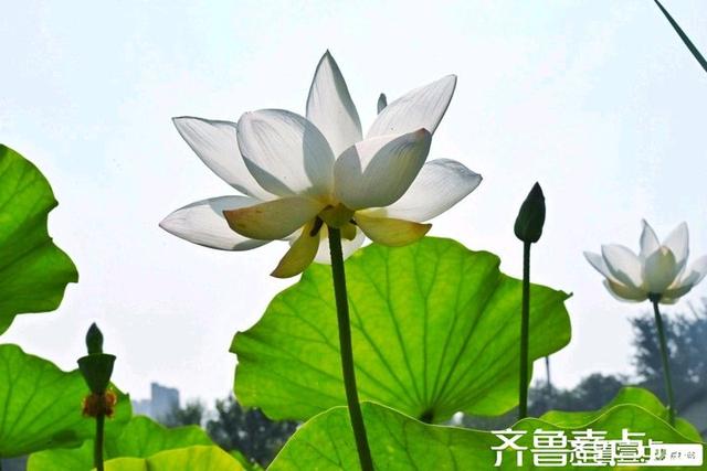 壹点号·秀山东｜黄河公园夏韵悠悠荷满塘