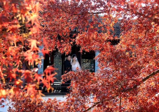 江苏苏州：虎丘“枫”景迷人