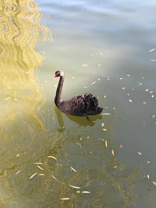 北京农展馆后湖，何以引来百鸟嬉？现场探秘——