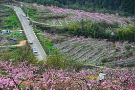 注意！周末去龙泉山看桃花，这些路段有交管措施→图片
