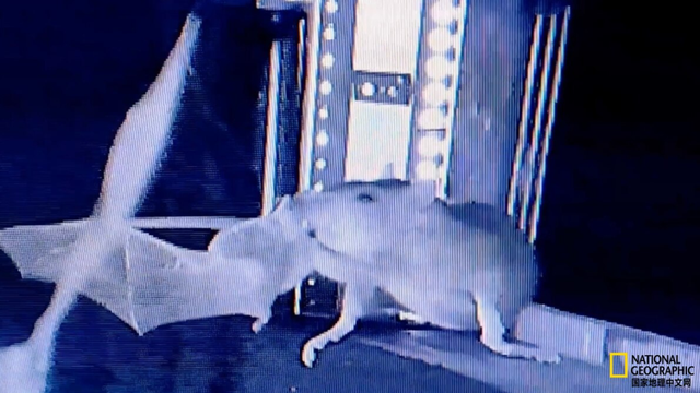 看地上老鼠如何截获空中飞蝠