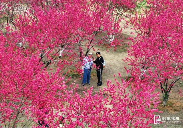 3月，赏花才是春日大事！