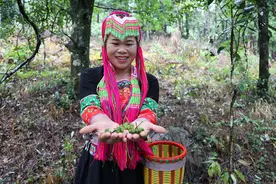 第二届八角丰收开采节暨“香”村美食节活动开幕图片