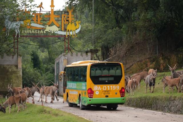 永川现实版“疯狂动物城”，比电影还上头！
