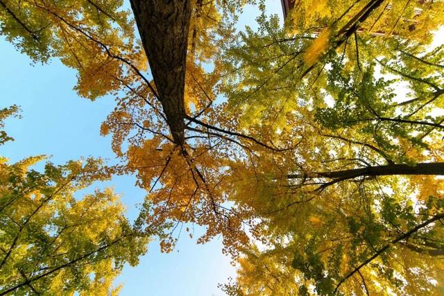 秋风引路入曲江，芙蓉金叶映红墙