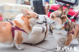 从南京出发，“毛孩子”也能跟主人同舱坐飞机啦图片