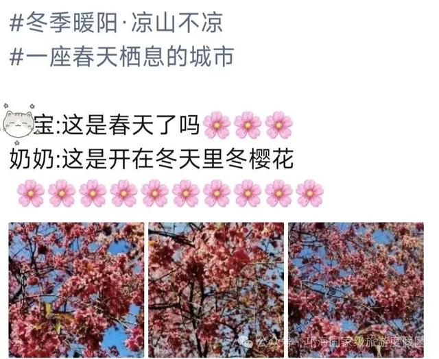 【冬季暖阳 凉山不凉】比春天先来的浪漫，是西昌的冬樱花