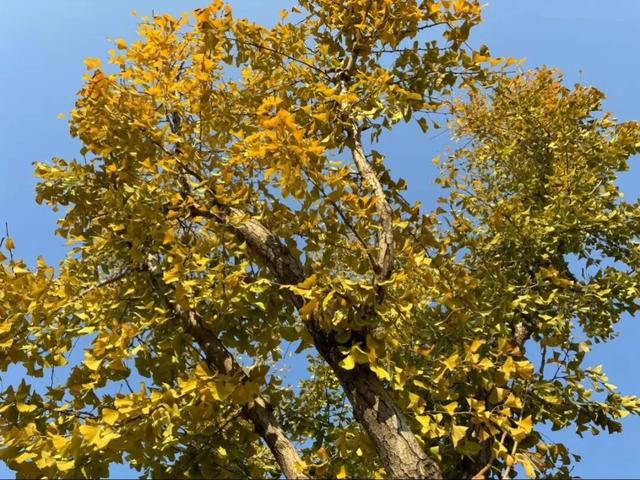 曲沃的冬天不可辜负