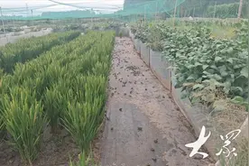 稻田种“一半”，收入翻三番图片