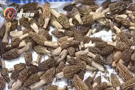 每公斤200多元！很多人爱吃的这种野生菌降价了图片