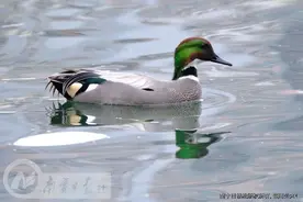 惊喜！“野鸭天团”现身南湖公园图片