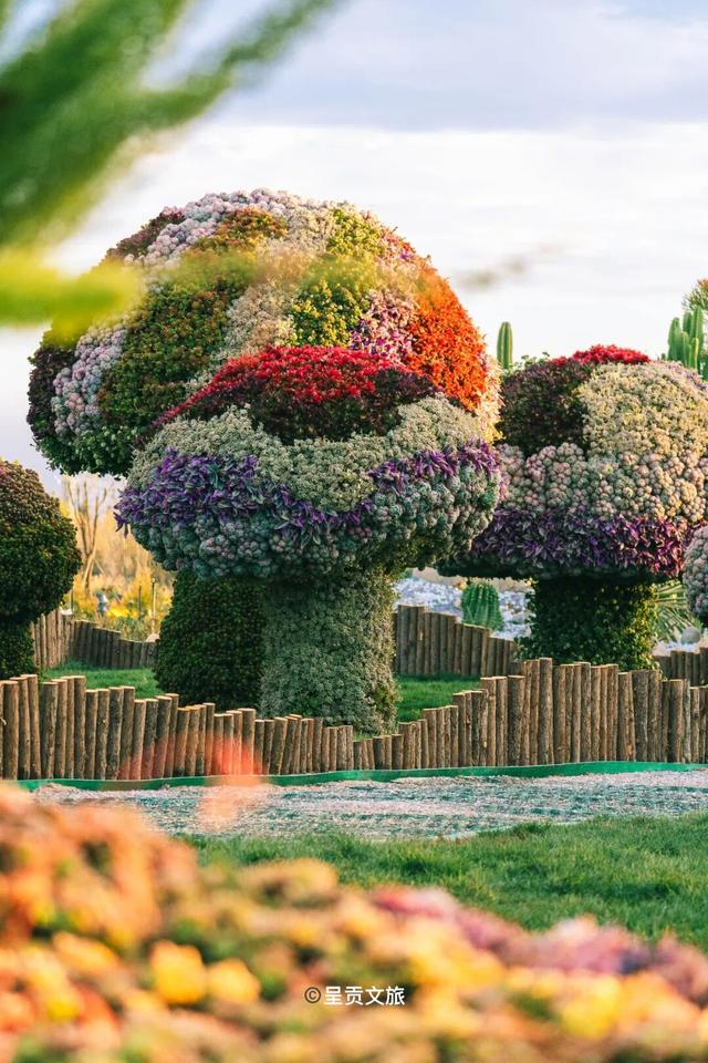 走进斗南七彩花海，看一场春天的盛大绽放