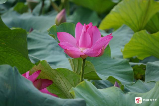 弥勒：“荷叶田田”夏意浓