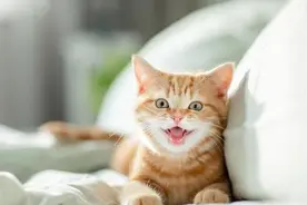 猫咪“喵”一声藏秘密，学会四种叫声，你家主子啥心思全懂？图片