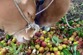 荔枝壳煮水=喝农残浓汤？