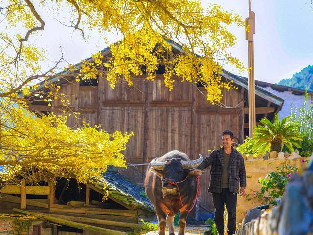 雷山：千年银杏染初冬 古寨“换装”引客来