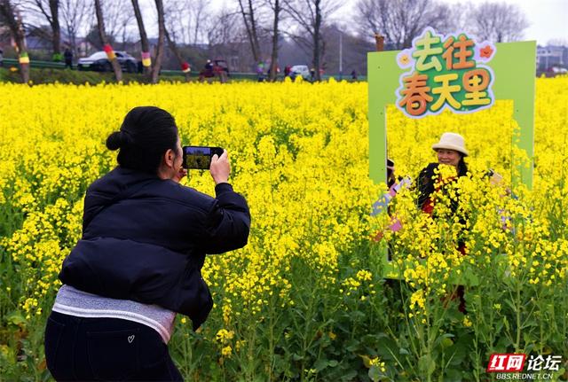 赴一场春日约会：在铜湾，被金色花海和温柔旋律同时拥抱