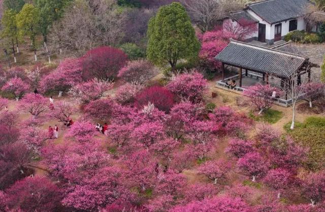 从此东坡·烟火黄州年｜2026东坡庙会黄冈主城区春节文旅活动导览来了