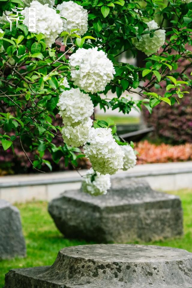 花样秦淮｜绣球花开