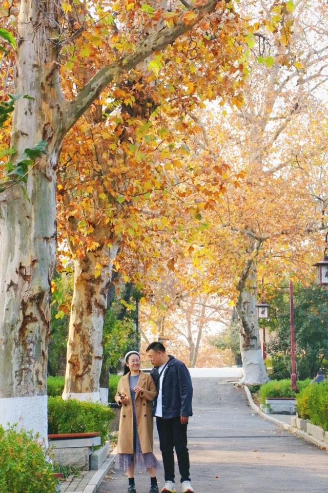 武昌赏秋天花板！这条被推荐100次的山路，迎来最美时刻