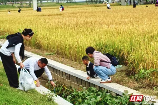 每一片叶子，都是大地写就的诗行——向野而生的大泽湖湿地公园
