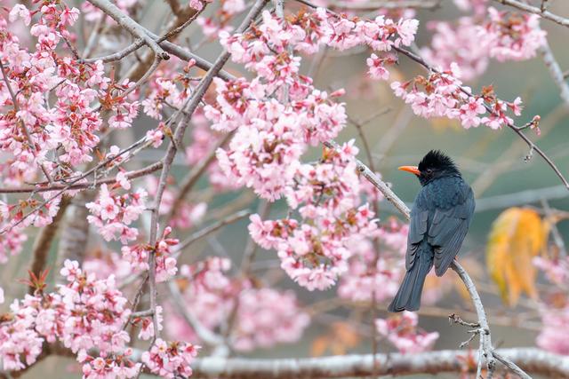 厦门: 樱花初绽放 鸟儿喜闹春