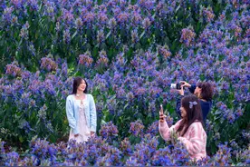 美成一幅油画！深圳湾紫色花海高饱和度拉满，出片率100%图片