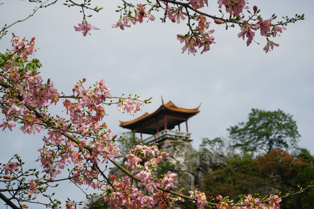 初冬的风里竟有了粉色的“味道”！就在龙潭公园里~