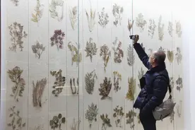 国家自然博物馆公益展开展，林下参等210件中药标本亮相图片