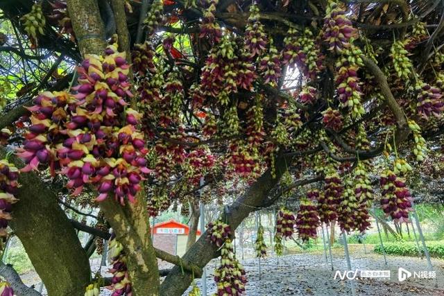 女神优惠盘点！广东“春色满园”！丽人有请